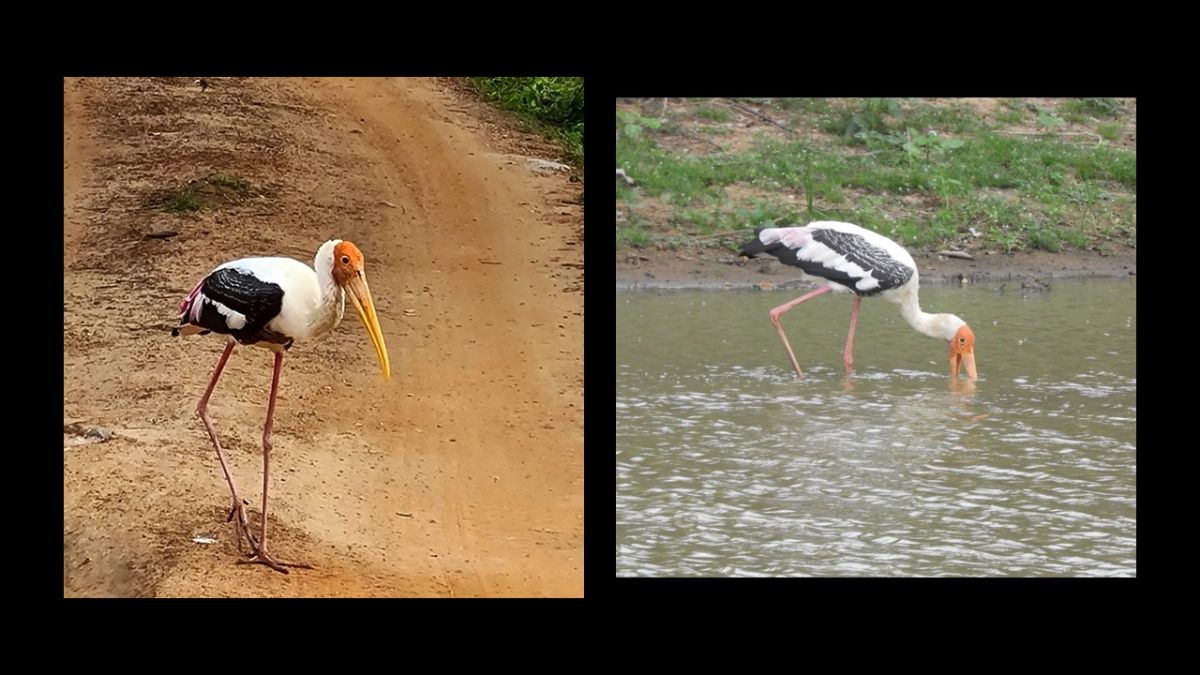 A safari in the Yala National Park.