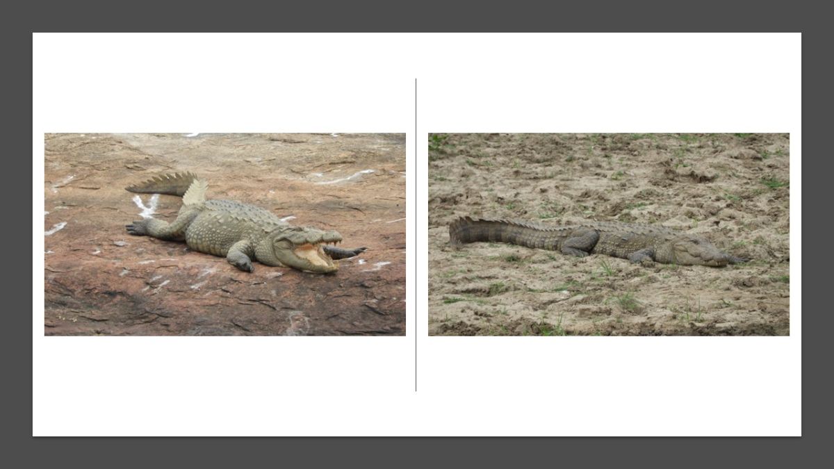 A safari in the Yala National Park.