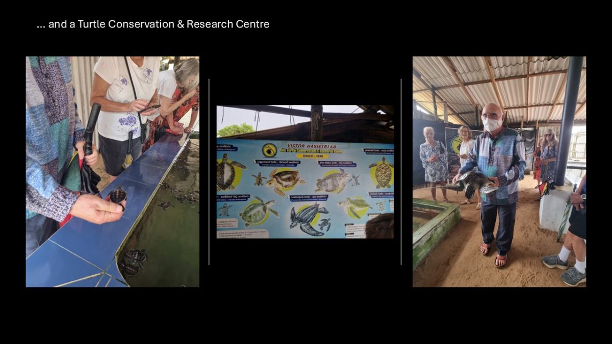 We visit a turtle conservation centre.
