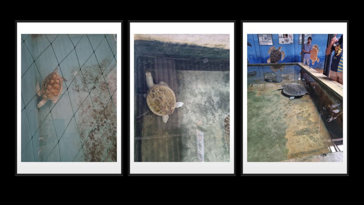 We visit a turtle conservation centre.