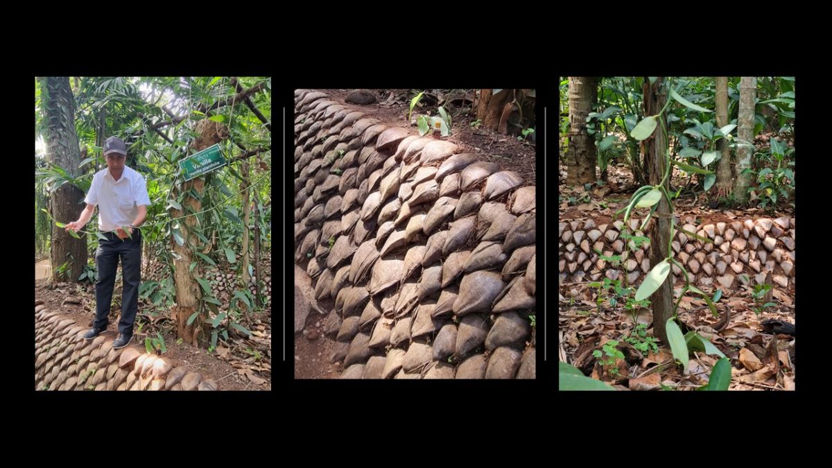 Interesting use of the coconut husks.