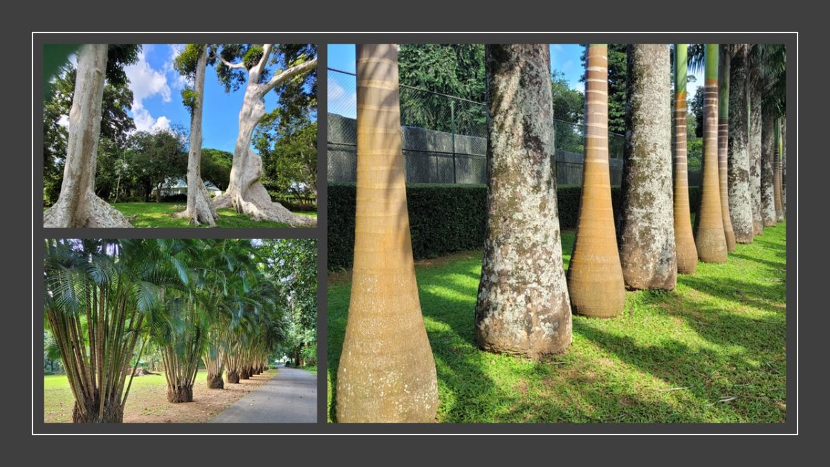 Kandy Botanic Gardens