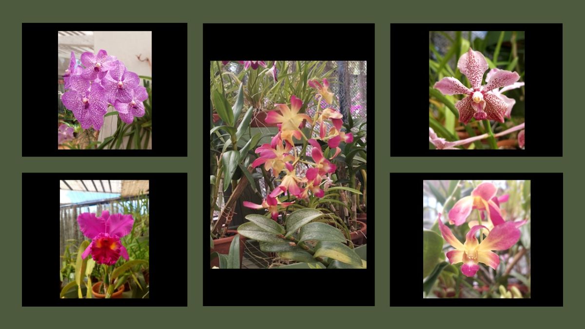 Kandy Botanic Gardens