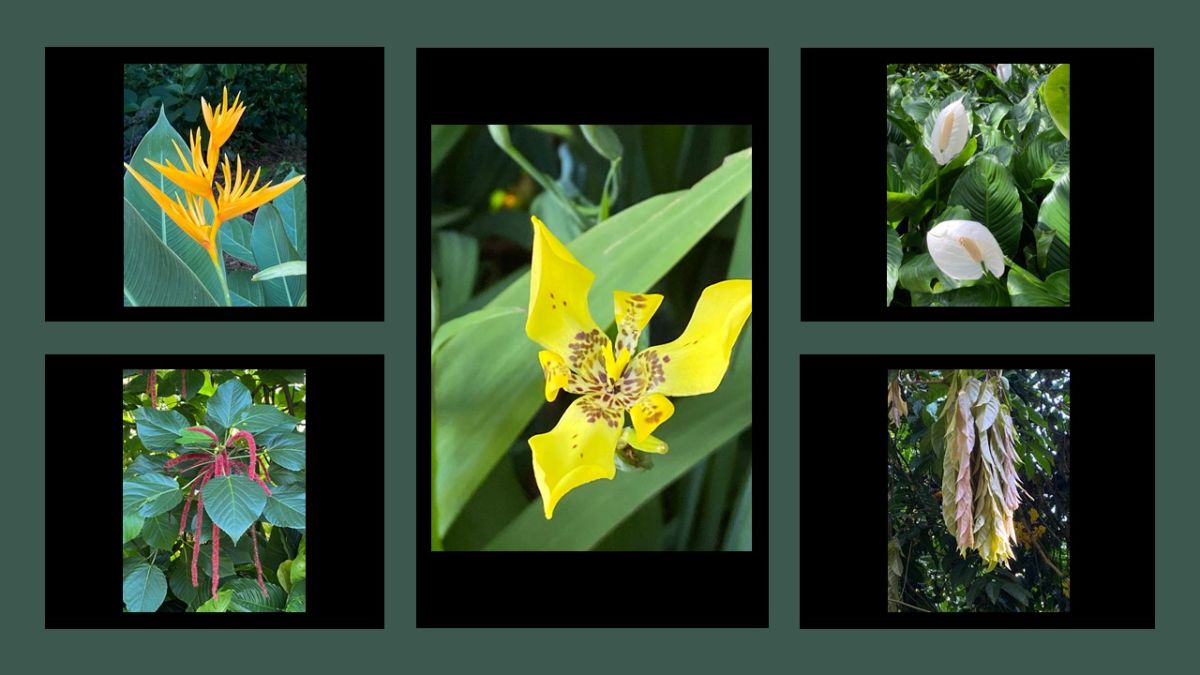 Kandy Botanic Gardens