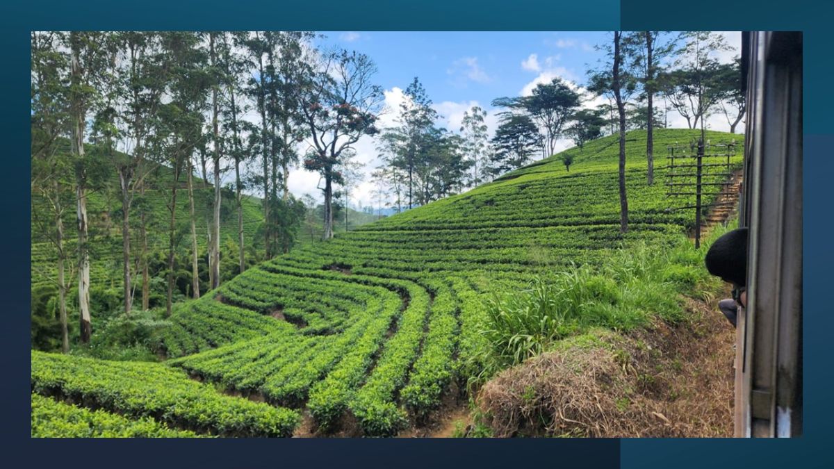 Past the tea plantations.