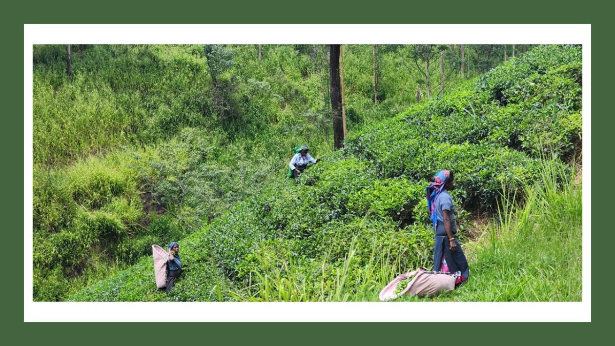 Past the tea plantations.