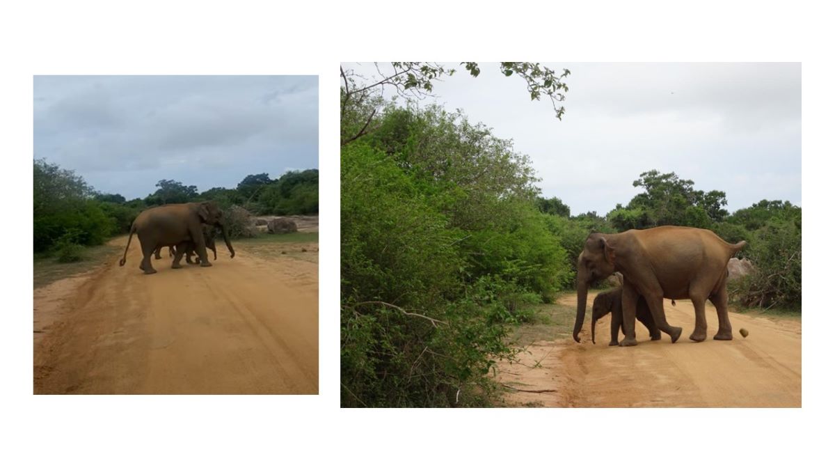 Yala National Park
