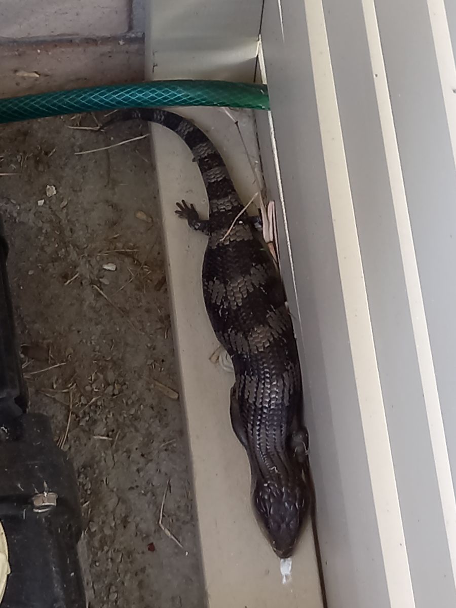 Our resident  Blue Tongued Lizard