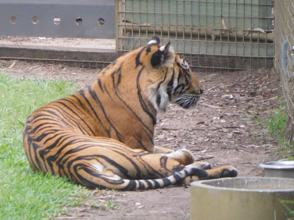 Tiger
