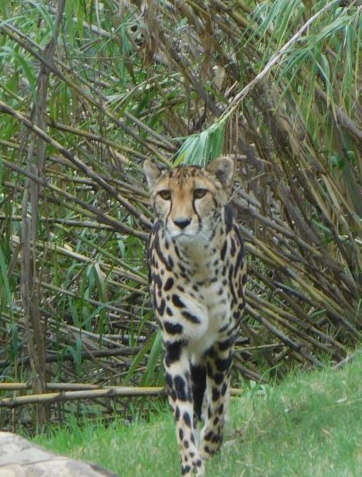 Cheetah