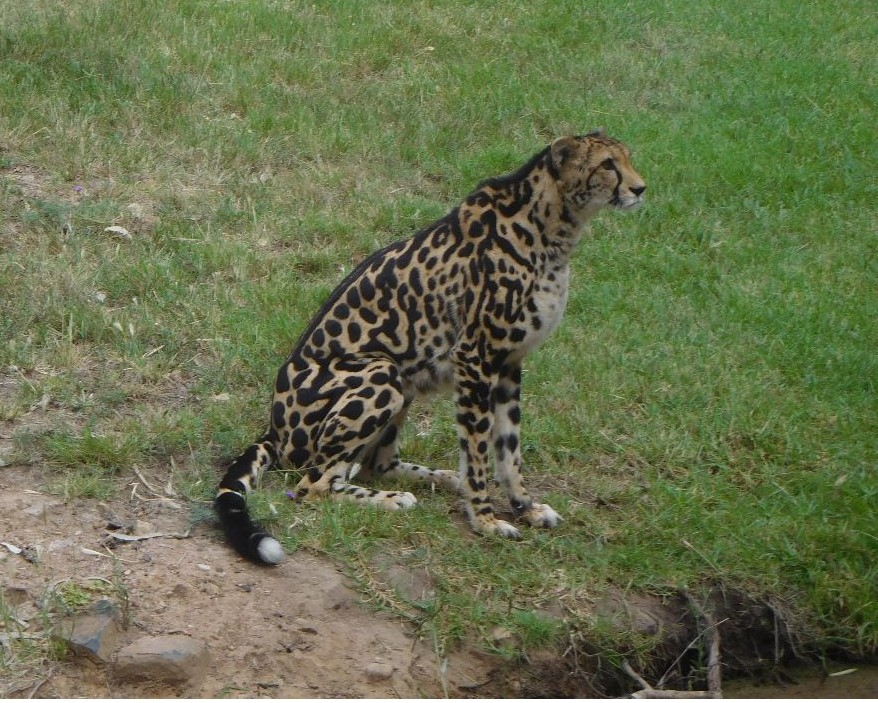 Cheetah