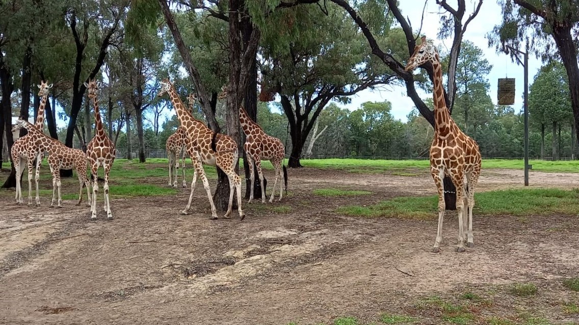 Giraffe