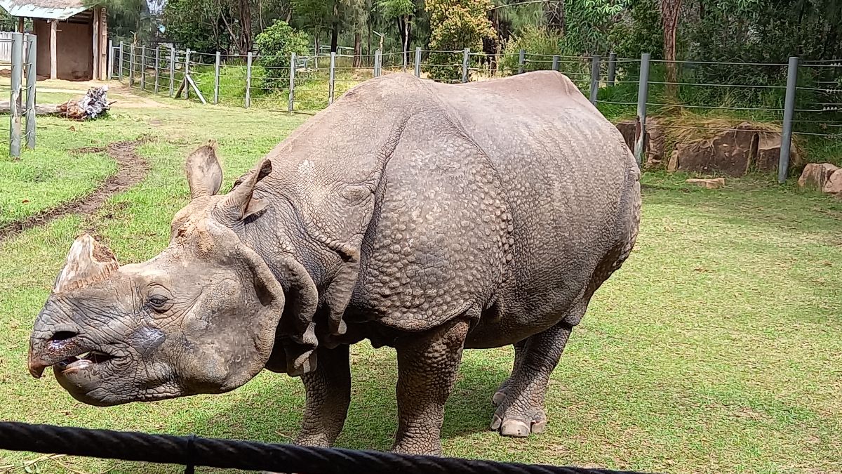 Rhino