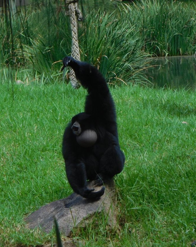 Siaman Ape