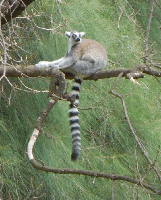 Ring tailed lemur