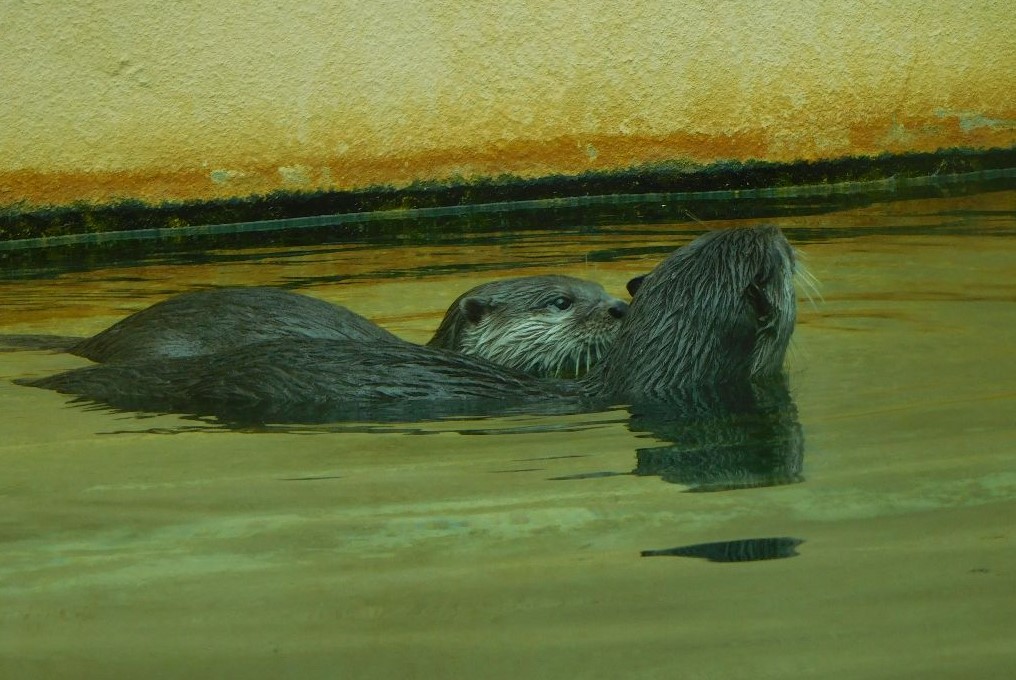 Otters