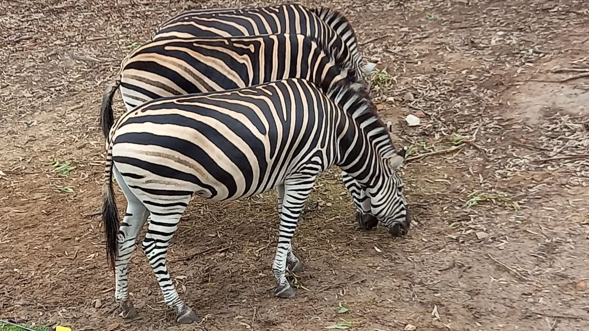 Zebras