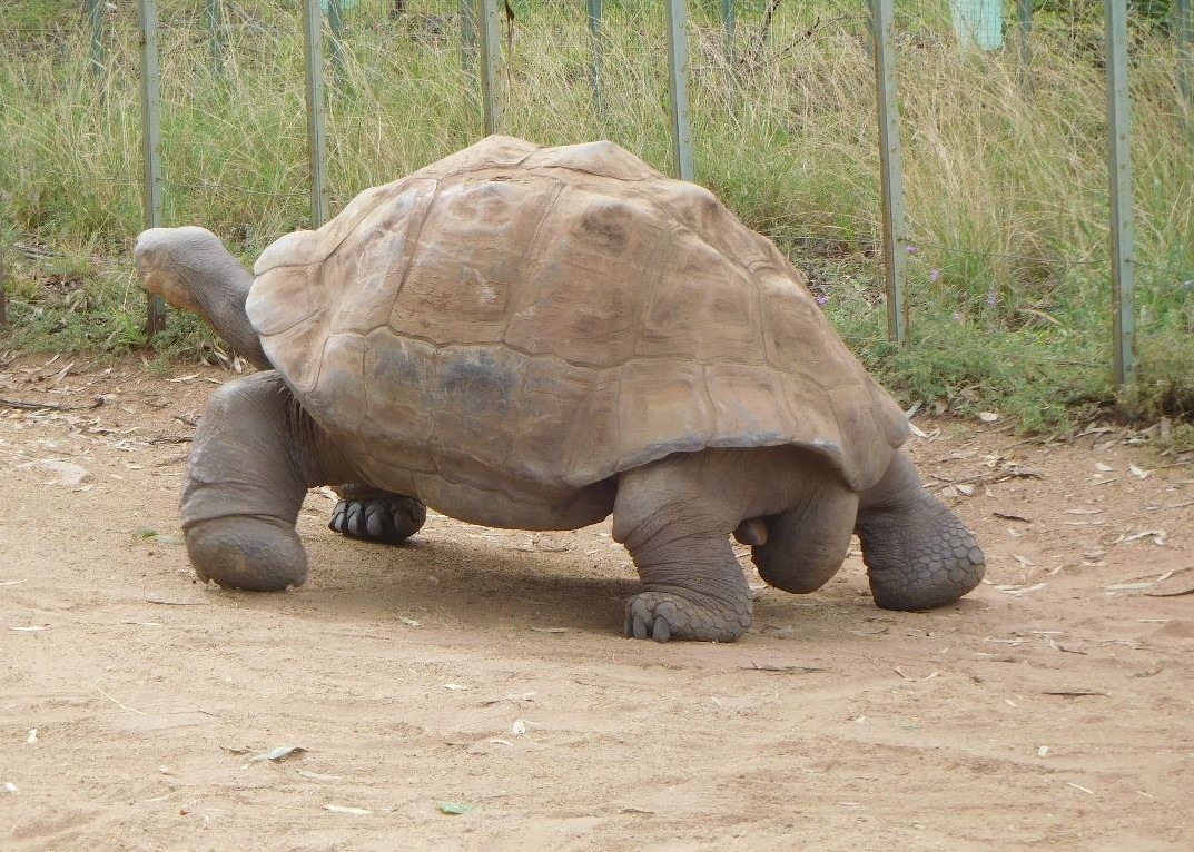 Tortoise