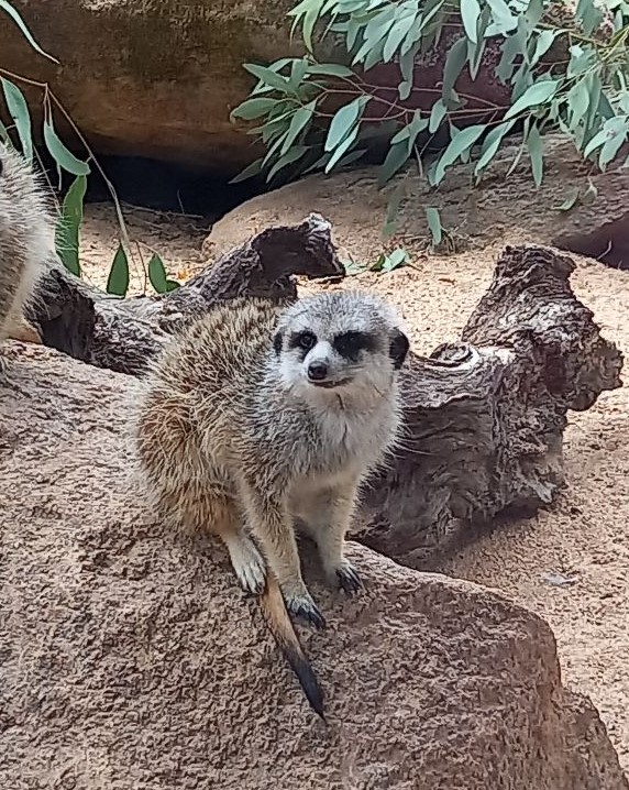 The Meerkats