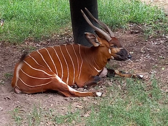 African Kudu