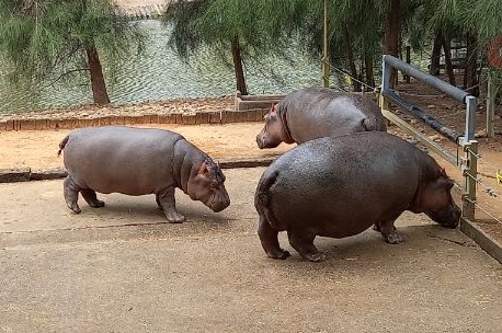 Hippos