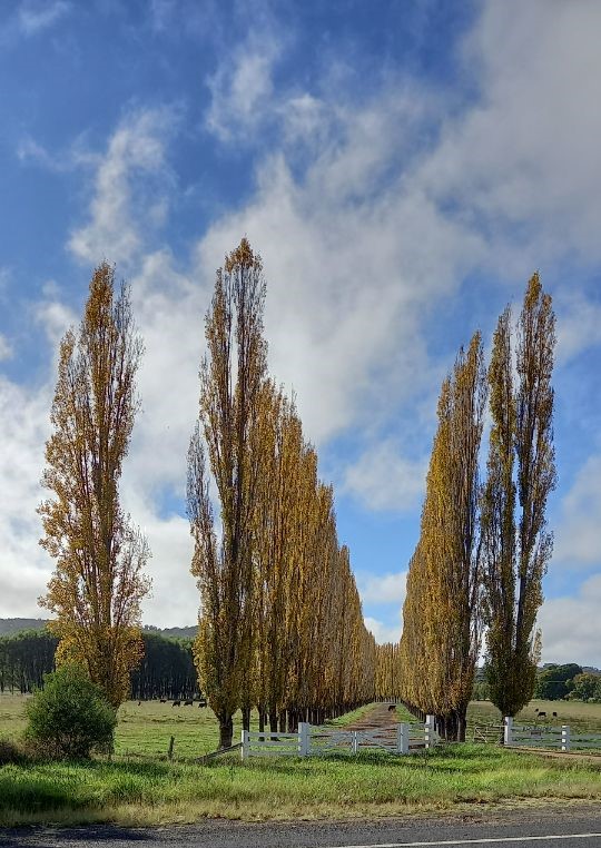 ... the trees losing their leaves