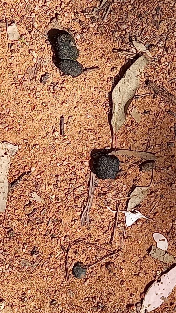 Wombat poo - it's cubic!