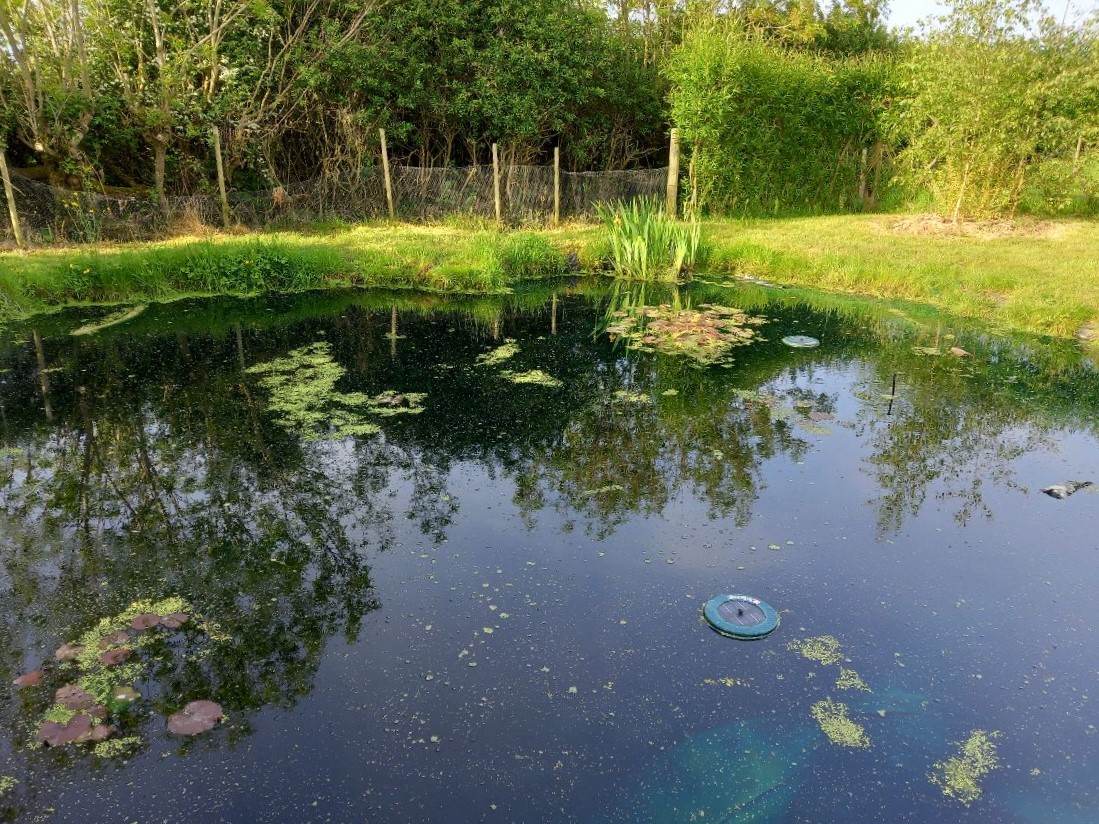 ... and their pond