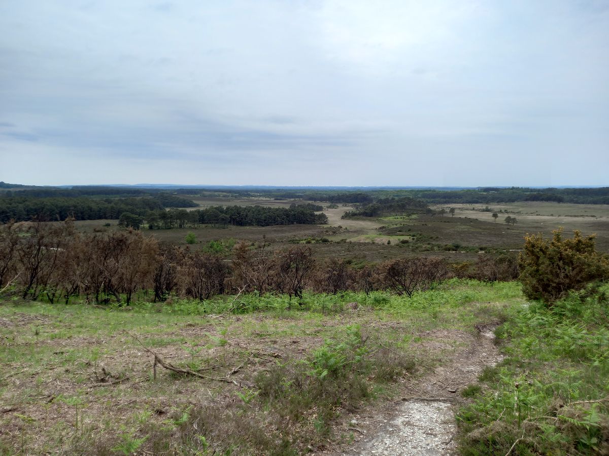 A walk in the New Forest