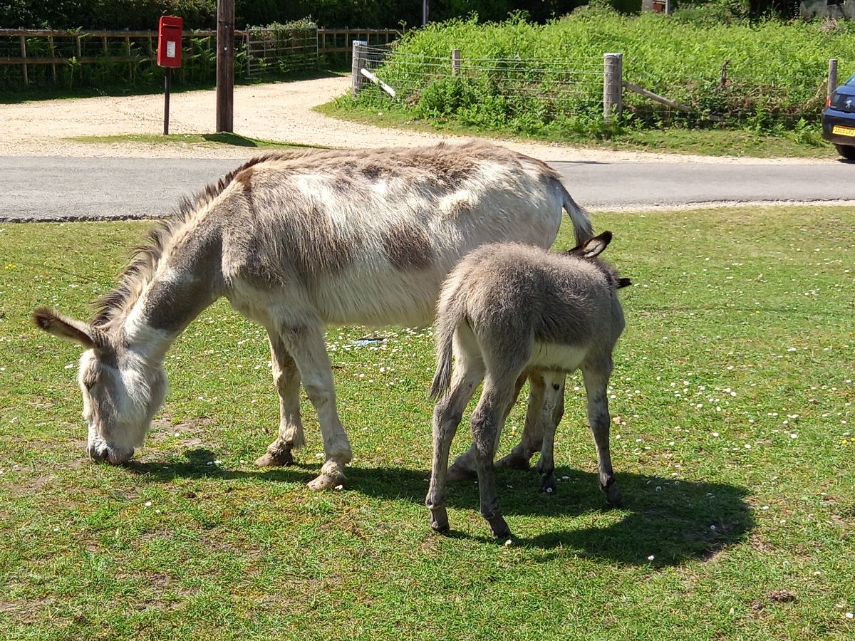 Donkey's roam free in the New Forest...
