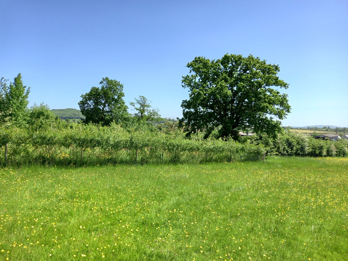 Their fences and trees are growing well