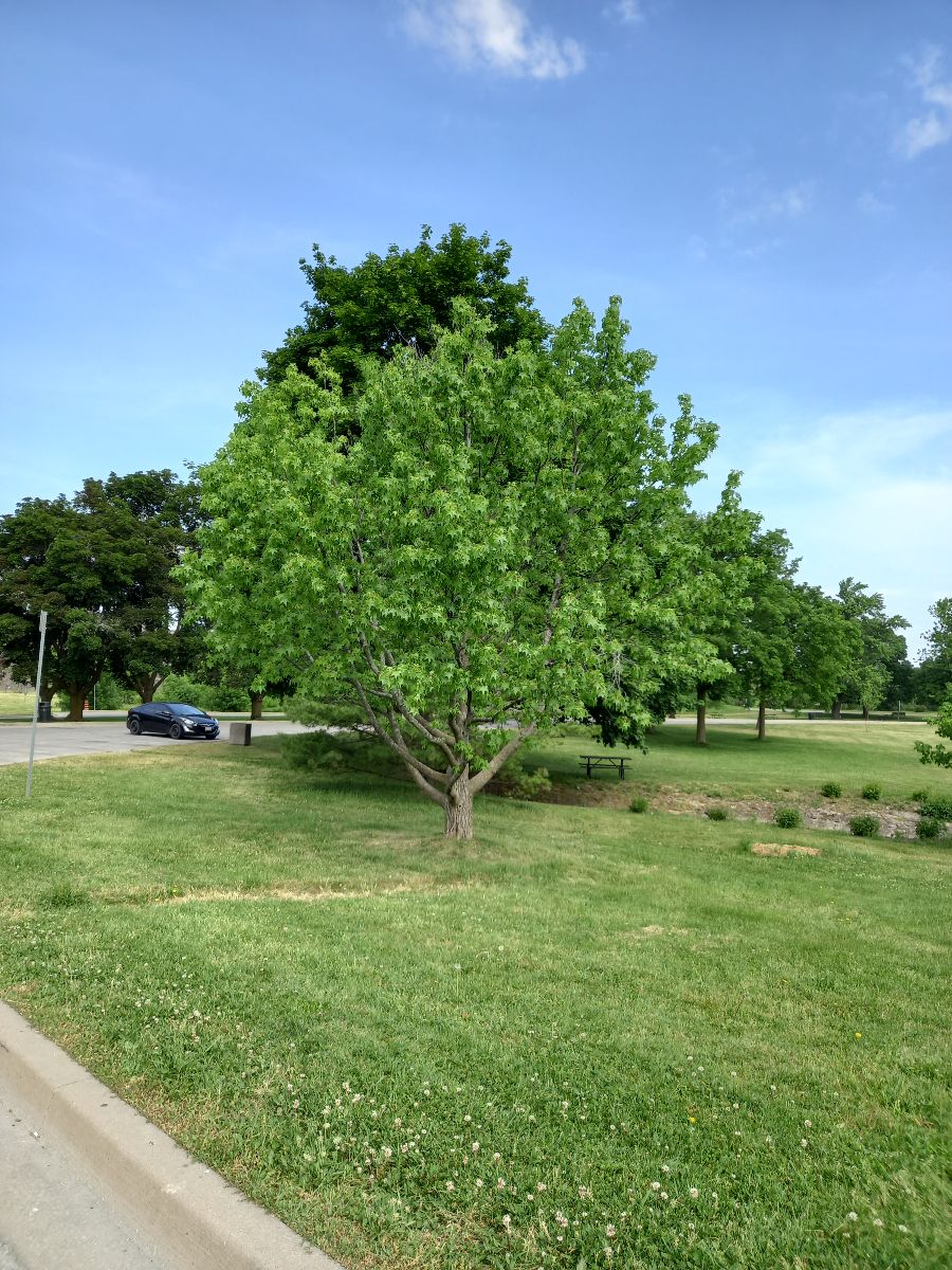 Maple Tree in the Niagara Park National Park