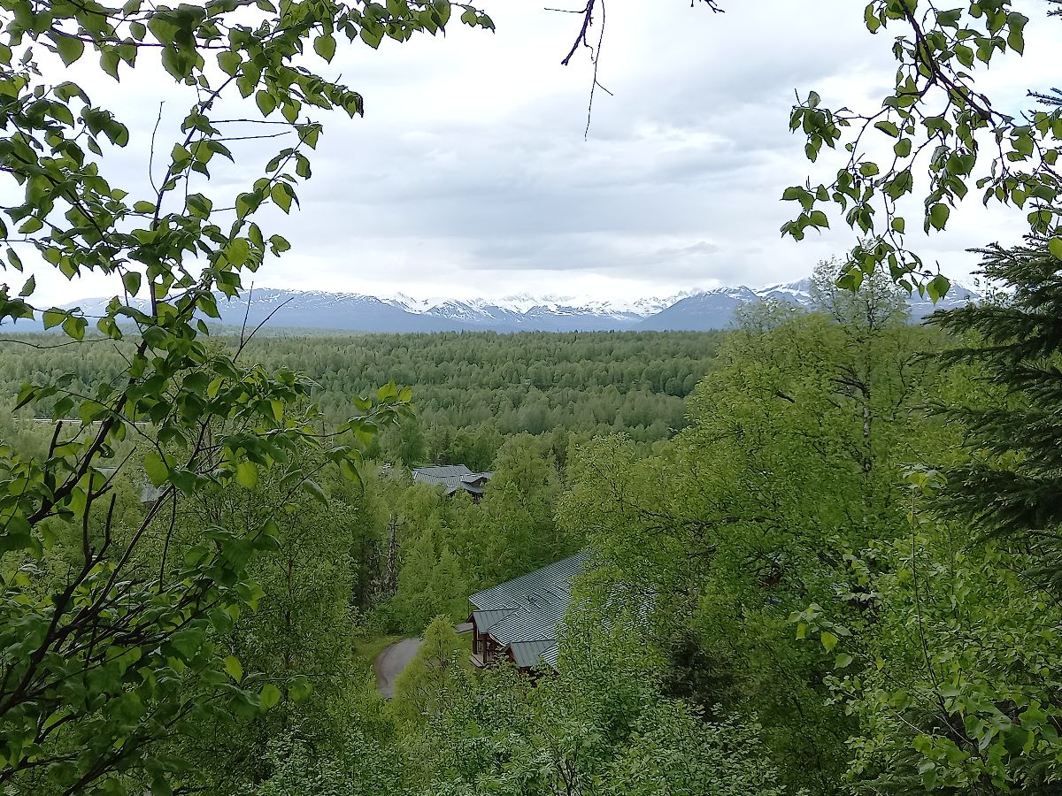 View from the tree top cabin