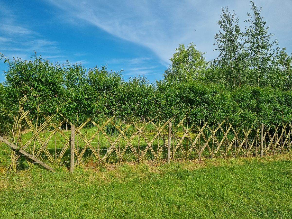 Gill thinks fences should look beautiful!