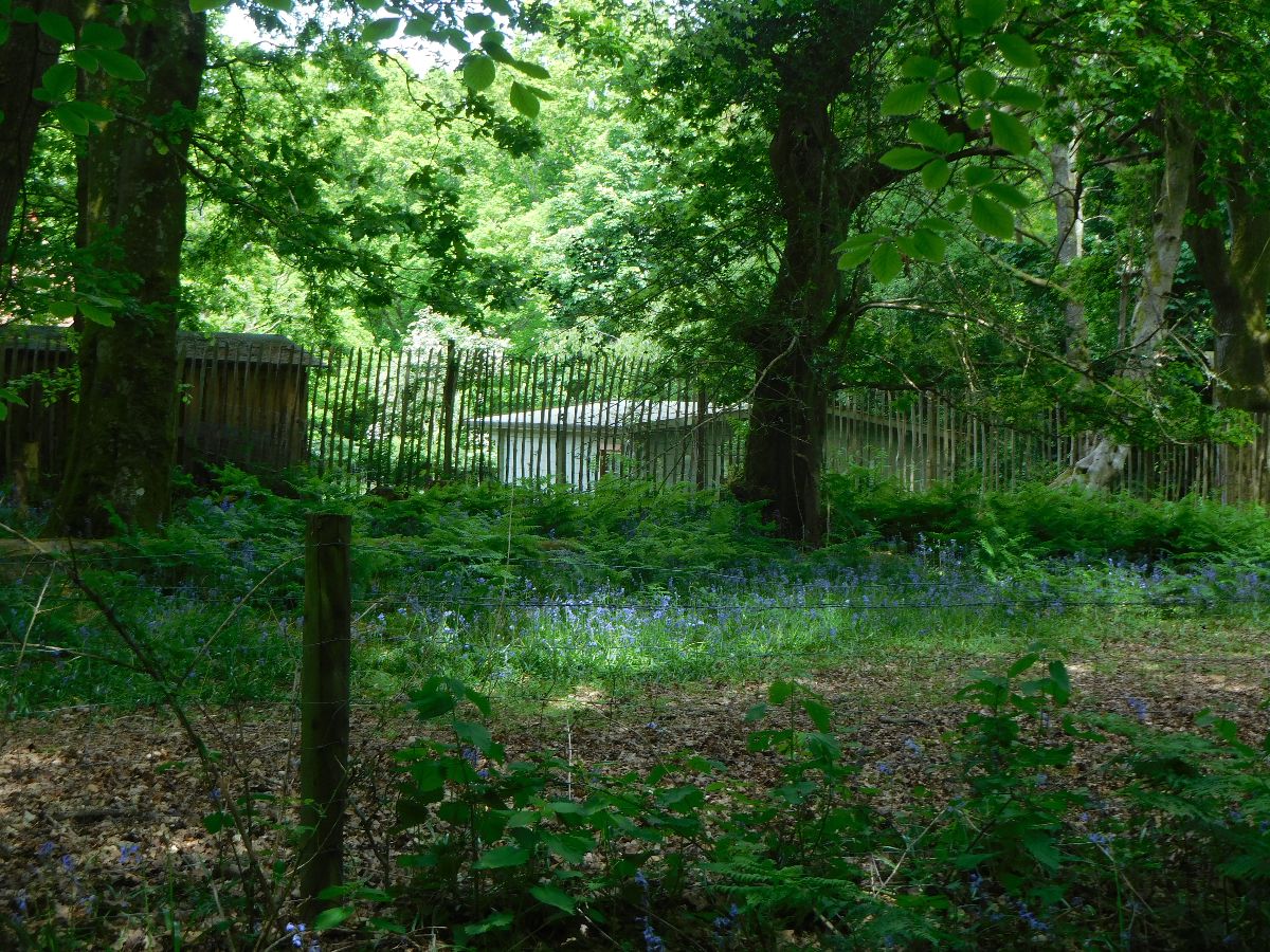 A walk in the New Forest