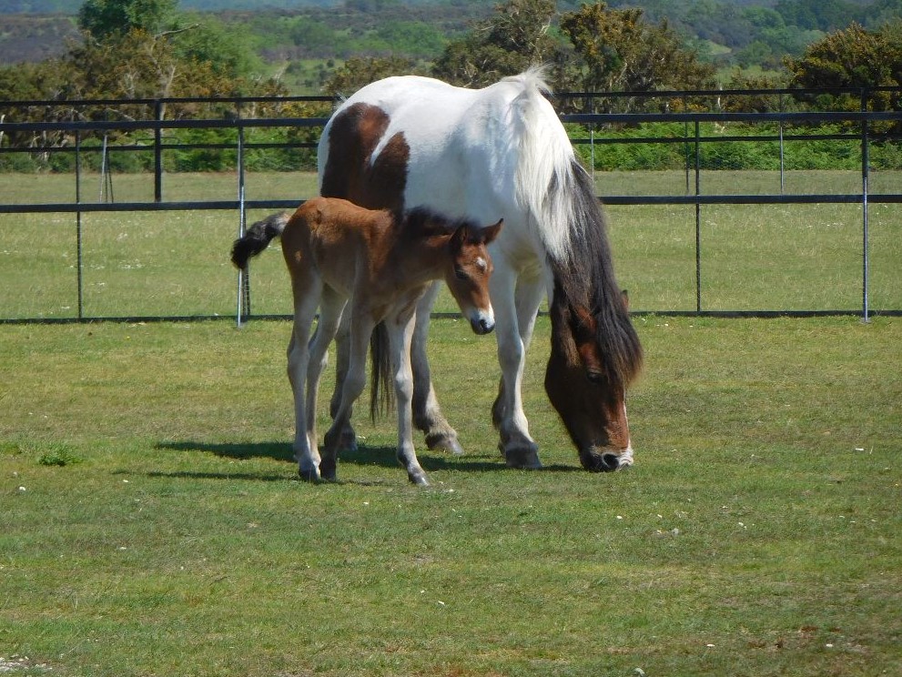... and so do the New Forest ponies