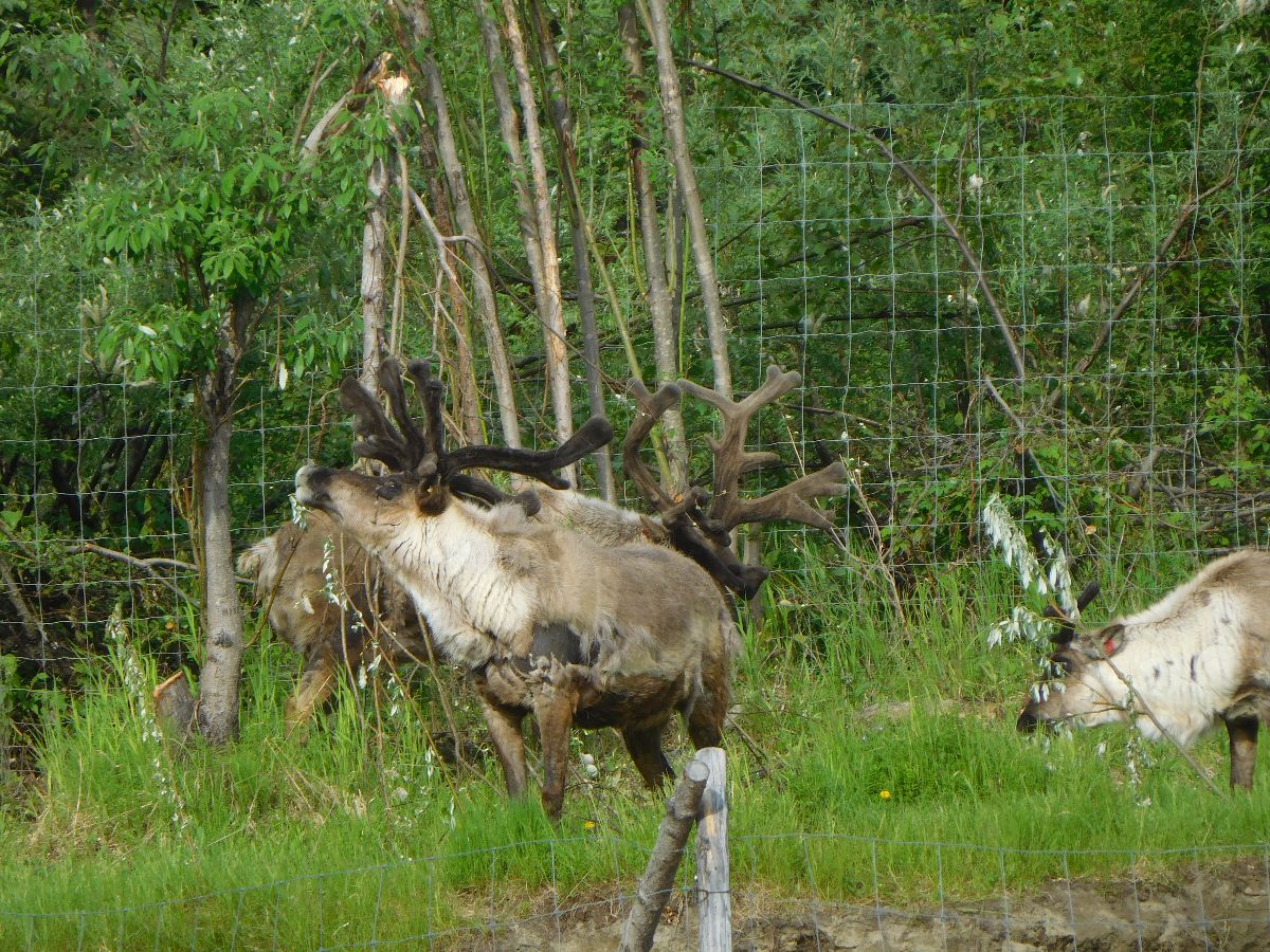 Moose