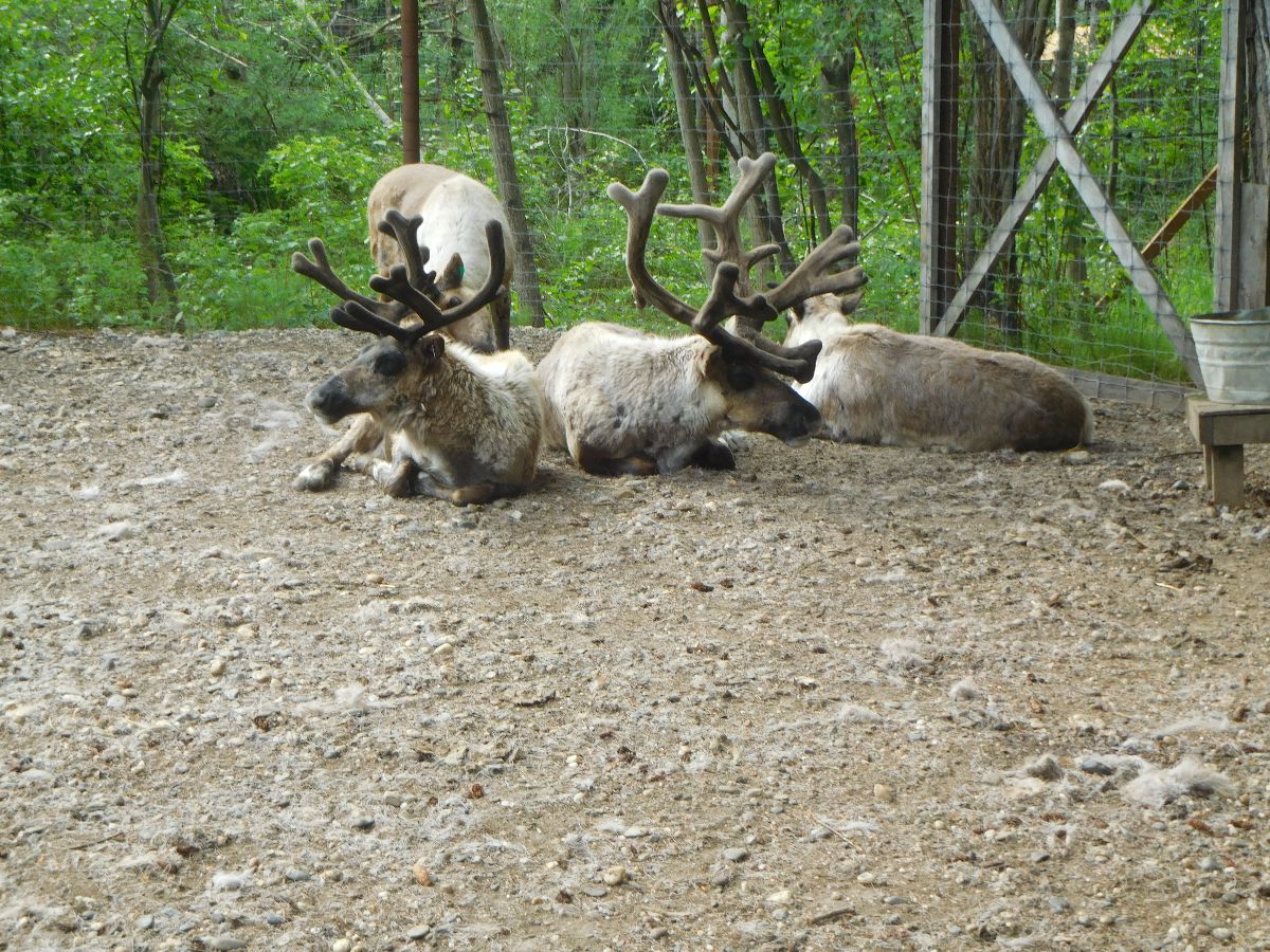 Moose